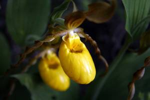 Large-Yellow-Lady’s-Slipper, -C. parviflorum var.pubescens