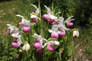 Showy-Lady’s-Slipper-C. reginae