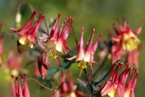 Wild-Columbine-Aquilegia-canadensis